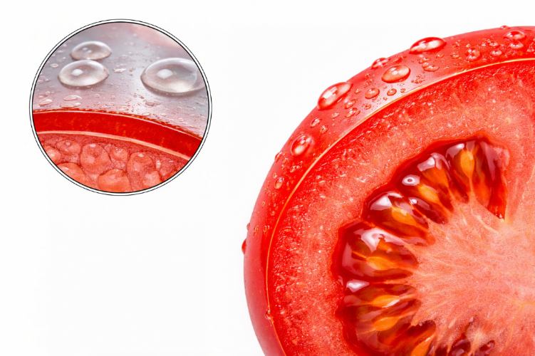 Tomato Cuticle close-up